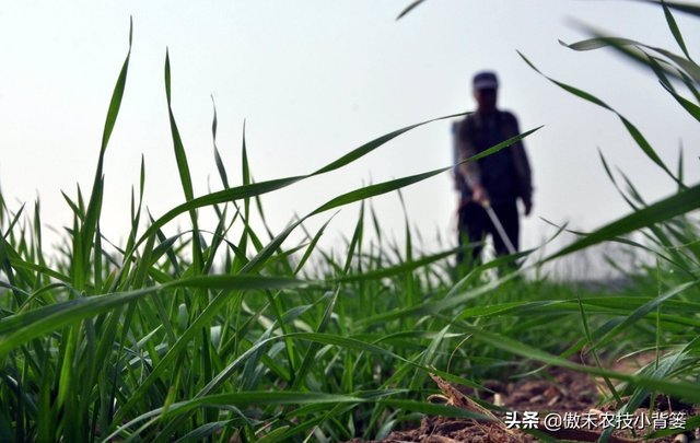 麦地里的节节麦杂草难防治？选对药物、找准时机、用对方法并不难