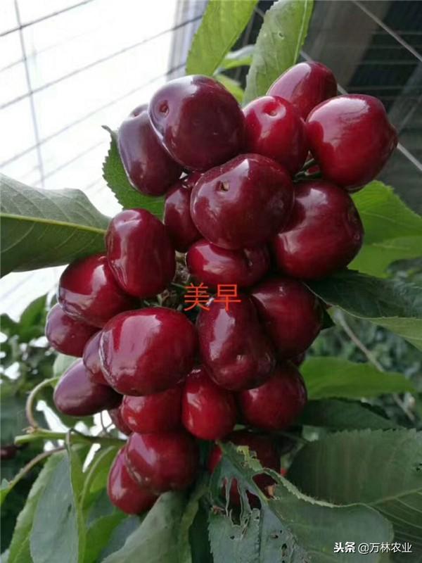 种植大樱桃什么时间种植最好、大樱桃适应性怎么样