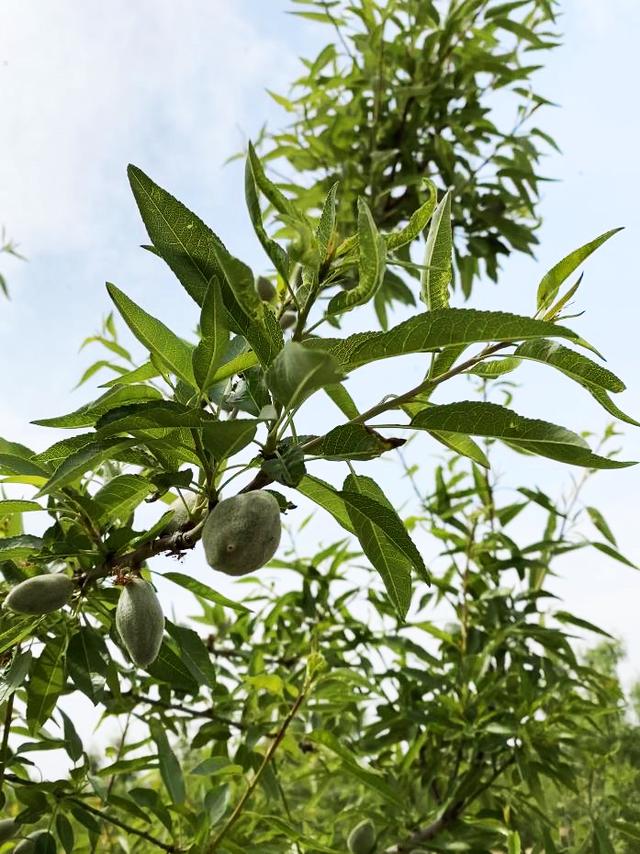 山东巴旦木种植，怎么弥补巴旦木种植空档期