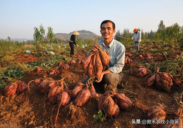 实现红薯高产多收并不难，种植管理技巧一定要掌握好