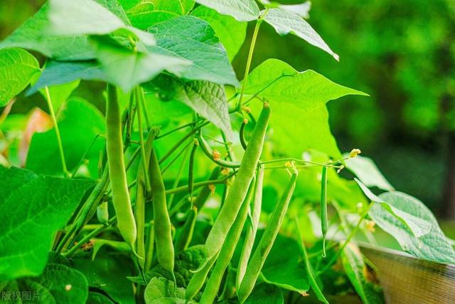 清明适合种植哪些豆类蔬菜？这5种别错过，关键管理技术分享给你