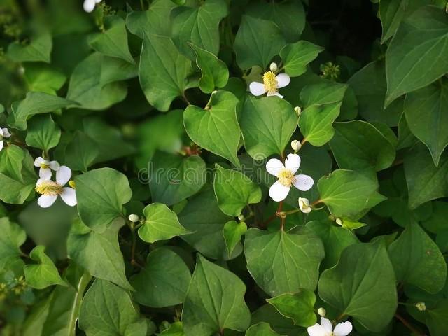 农村种植哪些药材比较简单，能赚钱且不愁销路？这五种值得一试