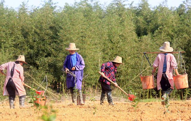 栽种果树选择春季，还是秋季？清楚这4点，果树栽种选择最佳时间