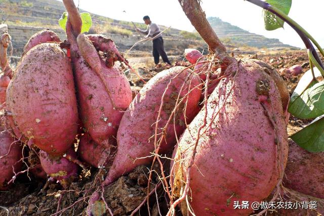 实现红薯高产多收并不难，种植管理技巧一定要掌握好