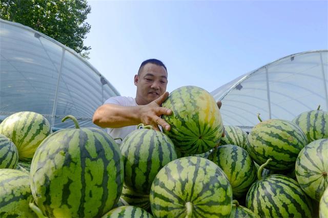 你知道吗？河南水果产量很离谱，爱吃的这几种早就“水果自由”了