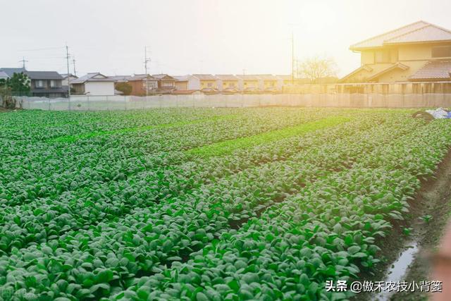 学会菠菜四季种植的管理技巧，出苗齐、长得快、产量大、品质好