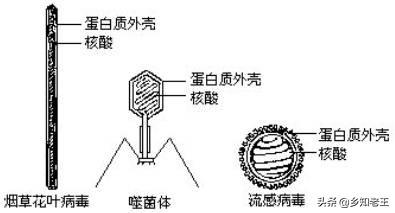 病毒病被称为植物的“癌症”，切断传播途径才能有效防治