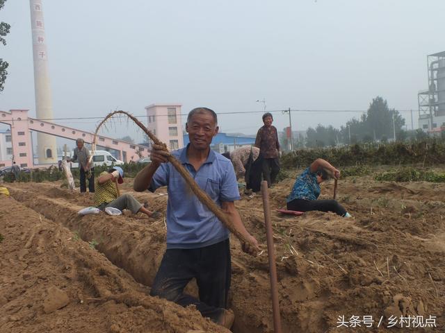 「画说」陈集山药好吃，从种植到收获你知道多少？