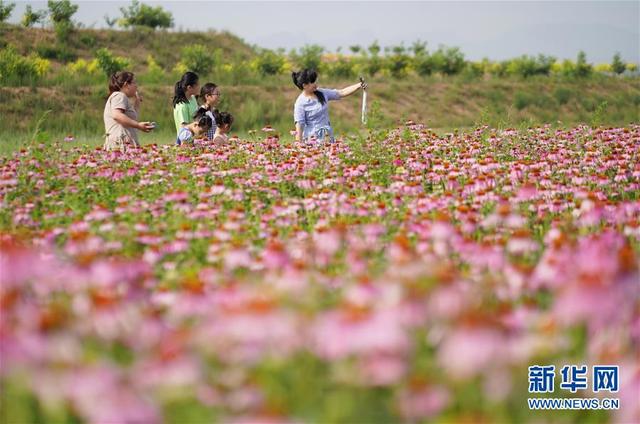 中药材种植绽放“美丽经济”