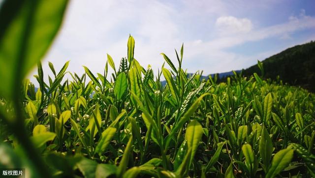 高产绿茶种植技术，抓住这7个要点，保证绿茶的质量