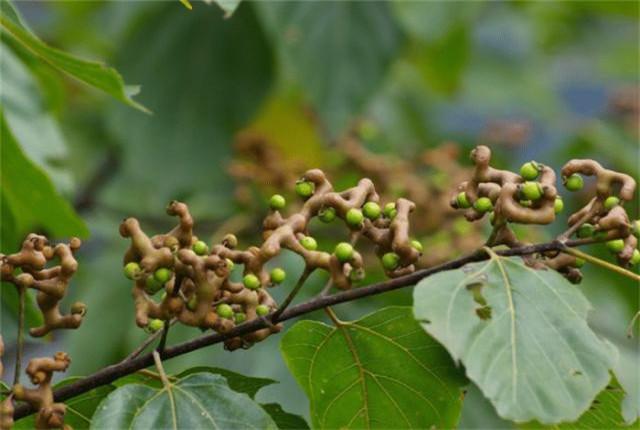 种植拐枣高产管理措施、学会科学的田间管理，提高产量并不难