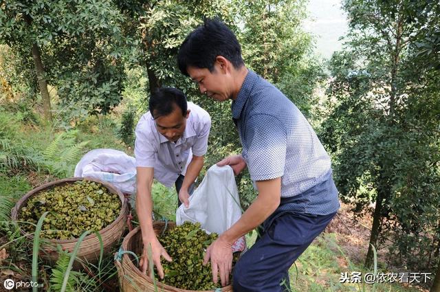 “致富树”之殇，靠天吃饭的八角种植，行情价格像是“过山车”