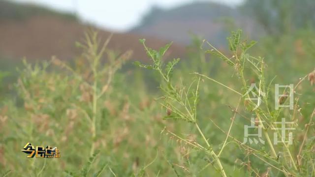 华丽转身的子洲黄芪，为全县脱贫添足了动力