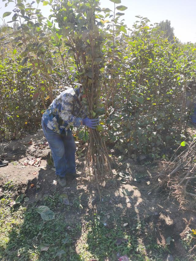 筑水梨树苗品种特点介绍