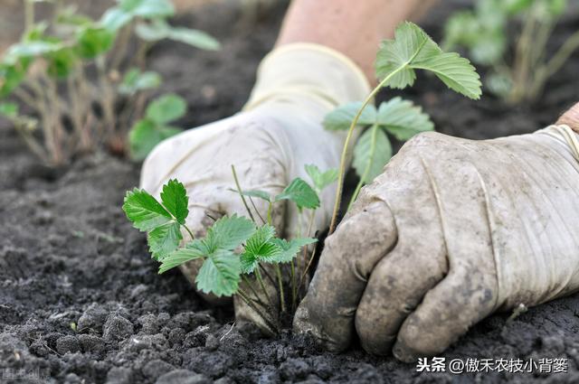 秋季草莓栽种正当时，掌握好移栽定植技巧，缓苗快、成活率高