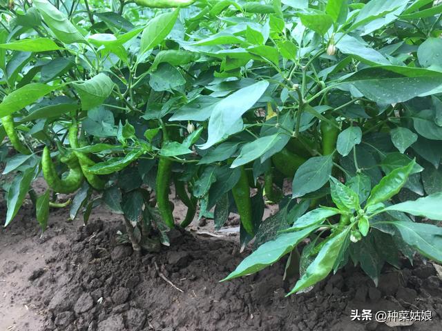 精心整理22种蔬菜的种植时间和适宜温度，开春就能用上，快收藏吧