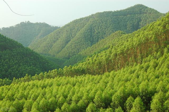 野蛮发展时代已过，桉树种植必须这样做