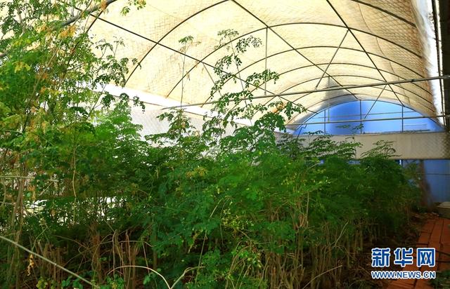 辣木是怎样的“神奇植物”？来云南这所高校看一看尝一尝