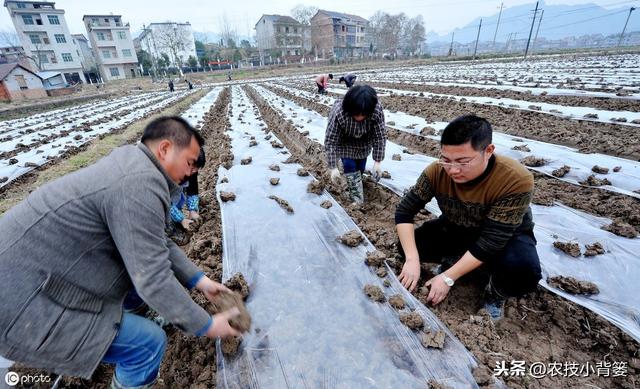 要想芋头种植产量大、品质高、收益好，这些种植管理技巧要知道