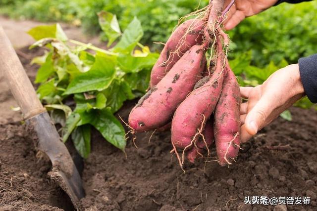 玉米和红薯什么时候种植好？这才是最佳种植时间，别早也不能太晚