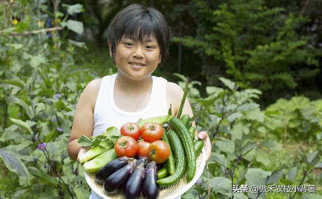 几种常见性蔬菜的施肥时期与施肥方案