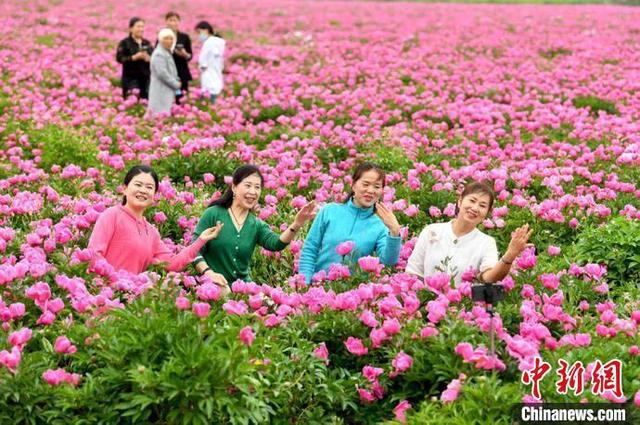 安徽亳州：芍药花开香满城“云上”赏花话养生