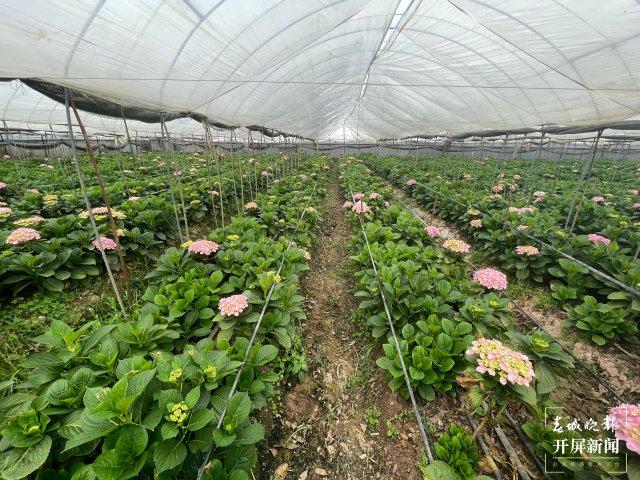 鲜花铺就致富路！玉溪江川326亩绣球花陆续绽放