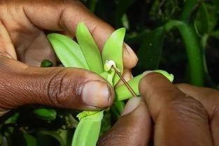 来自拉丁美洲的香荚兰，何以成为世界香料之王？