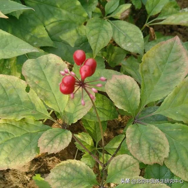 人参种植基地