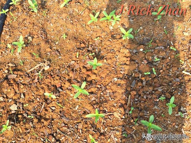 籽播草花栽培与养护管理技术要点