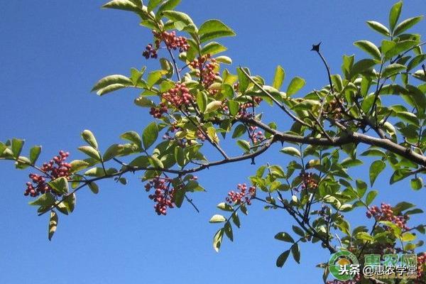 花椒怎么种植？学好这六点种植花椒很容易！