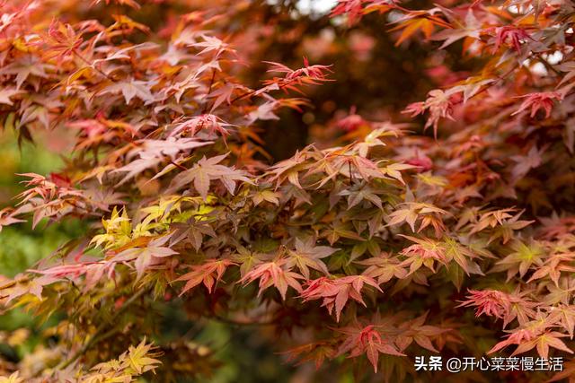 奇！广东小县城漫山遍野红似火，枫叶竟在春天变红，正是观赏季节