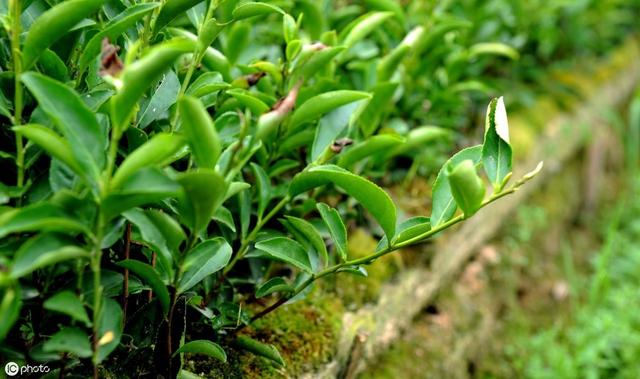 怎样才能提高茶籽播种出芽率？学会以下4点，包您掌握种植诀窍