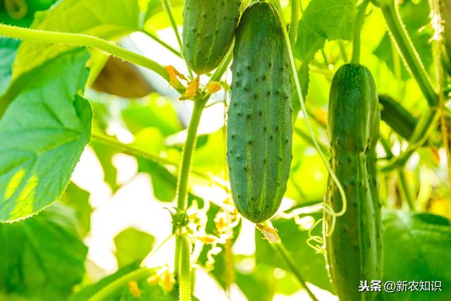 黄瓜种植全过程，掌握这些技巧，黄瓜味足，产量又高