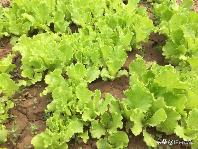 生菜是直接播种还是育苗移栽？掌握这些方法，生菜长得又大又漂亮