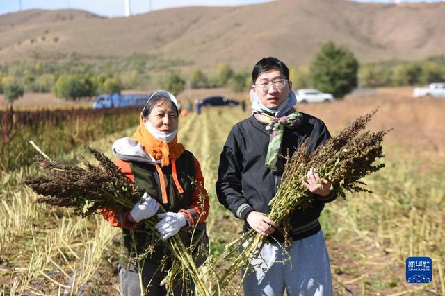 河北沽源：坝上藜麦丰收在望