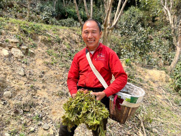 昌宁：春食树头菜 一口清凉一口鲜