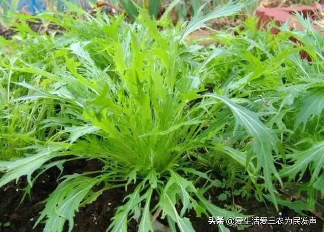 亩产4000斤，10元1公斤不愁卖，种植什么蔬菜利润这么高？