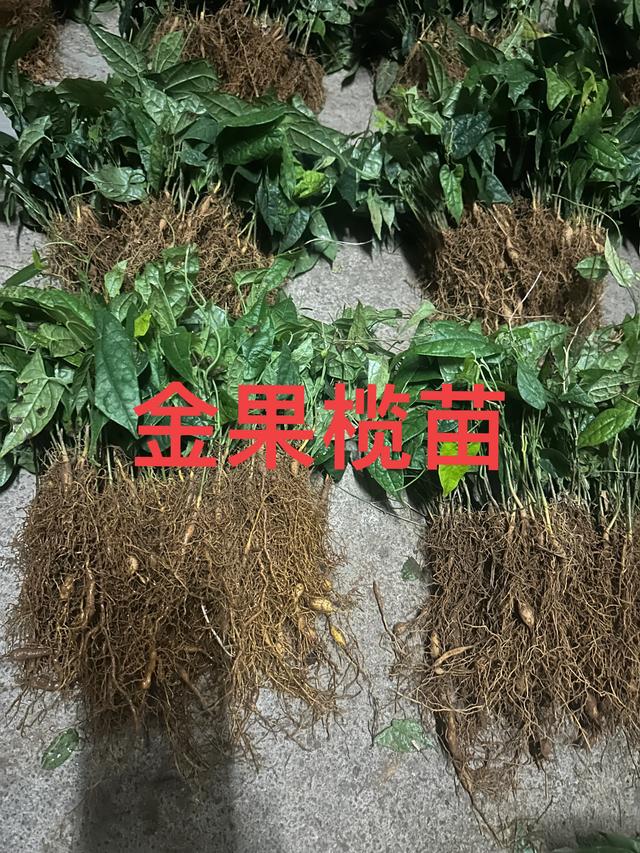 金果榄苗的种植参考