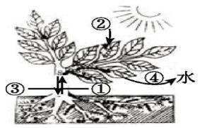 中考试题汇编，七年级生物上册《生物圈中的绿色植物》质量检测