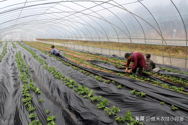 秋季草莓栽种正当时，掌握好移栽定植技巧，缓苗快、成活率高