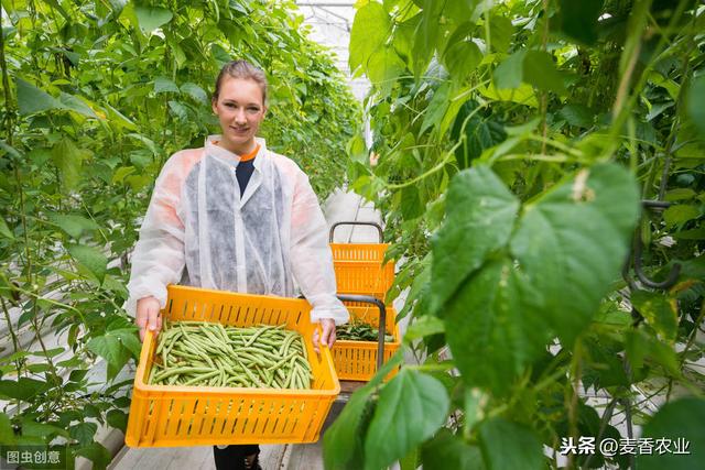 菜豆栽培技术，过程都在这里了，需要的朋友可以收藏