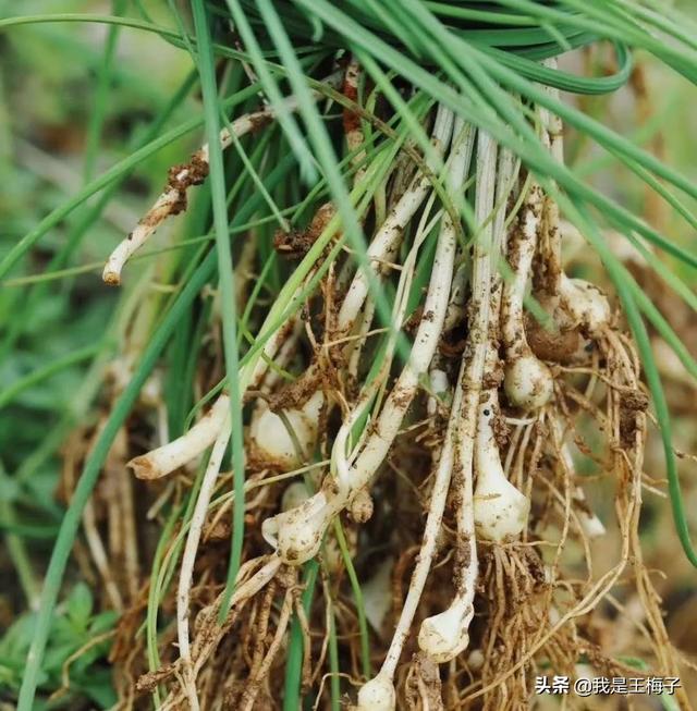 四川农村喜欢的野菜，罗列12种出来，今年春季尝鲜看看你吃过几种