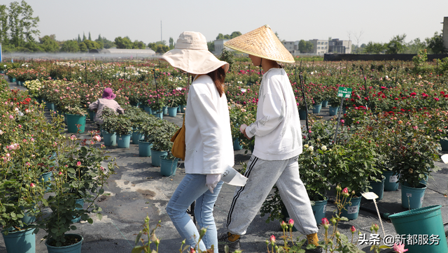 地铁5号线尽头→成都平原最大月季花基地