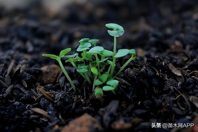 种植苗木对土壤的要求