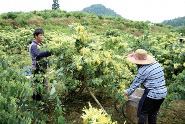 3个适合河南种植的道地药材，亩收入1.5~3万元，药效好，收益高！