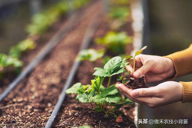 秋季草莓栽种正当时，掌握好移栽定植技巧，缓苗快、成活率高