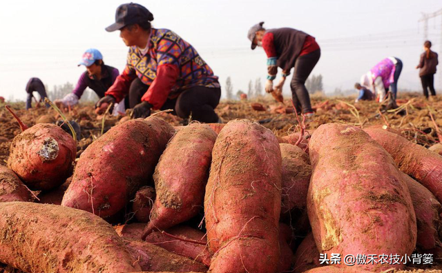 实现红薯高产多收并不难，种植管理技巧一定要掌握好