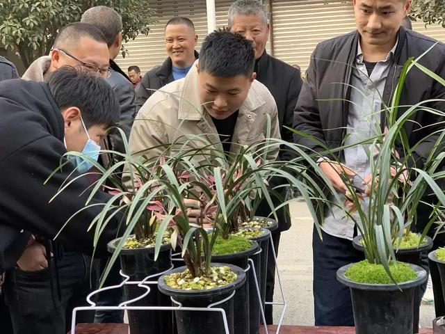 都江堰柳街国兰市场，引领西部兰市的风向标