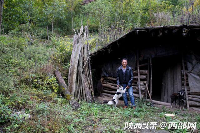 夫妻深山种猪苓养鸡 合力从一贫如洗到小康富足